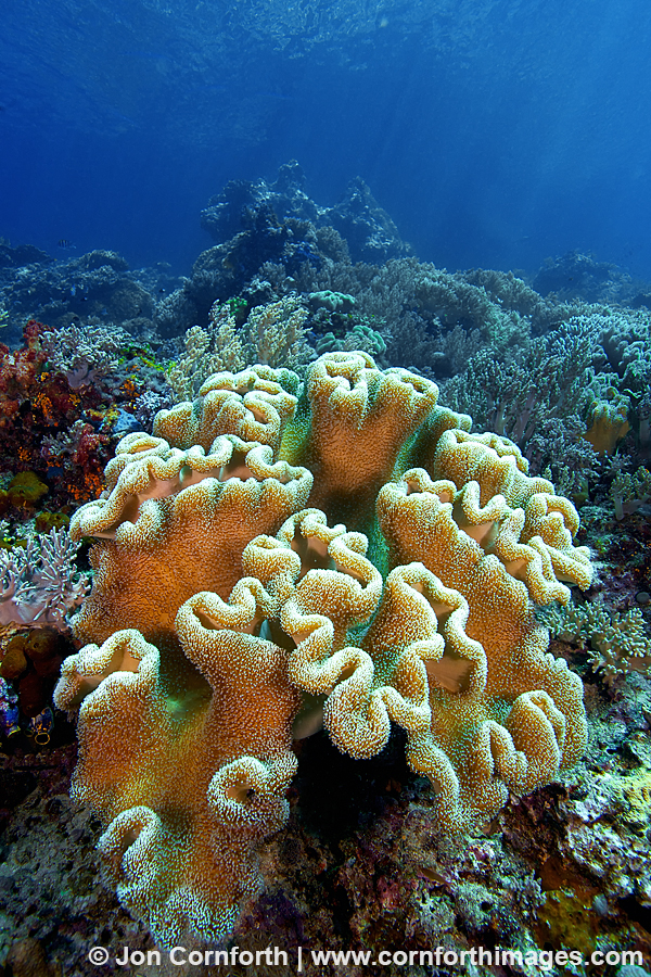 Misool Leather Corals 2