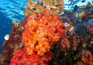 Misool Soft Corals 2
