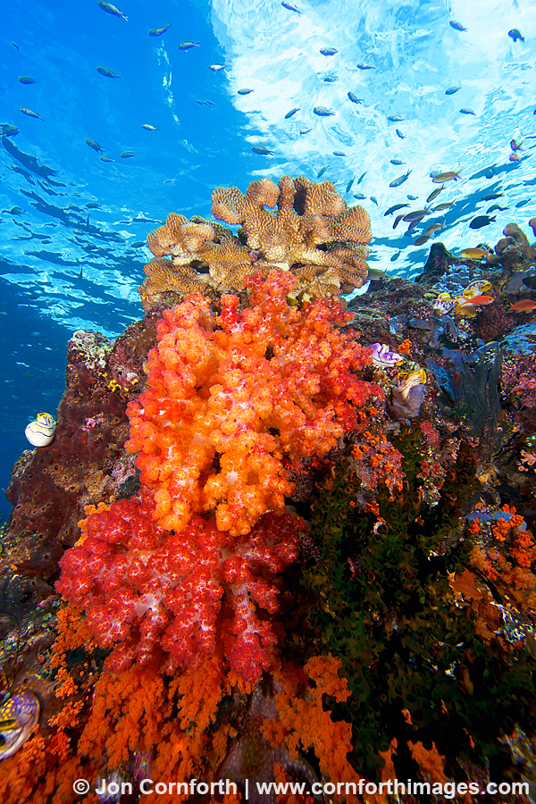Misool Soft Corals 2