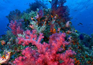 Misool Soft Corals 3