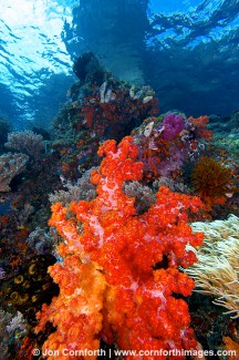 Misool Soft Corals 5