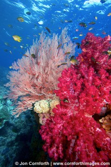 Misool Soft Corals 6