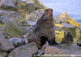 Northern Fur Seal 3