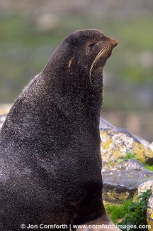 Northern Fur Seal 4