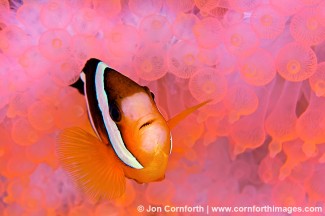 Orange Finned Anemonefish 1