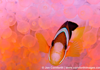 Orange Finned Anemonefish