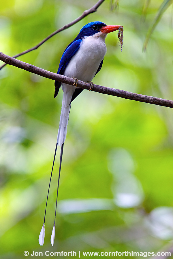 Paradise Kingfisher 1
