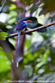 Paradise Kingfisher 5