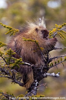 Porcupine in Tree 1