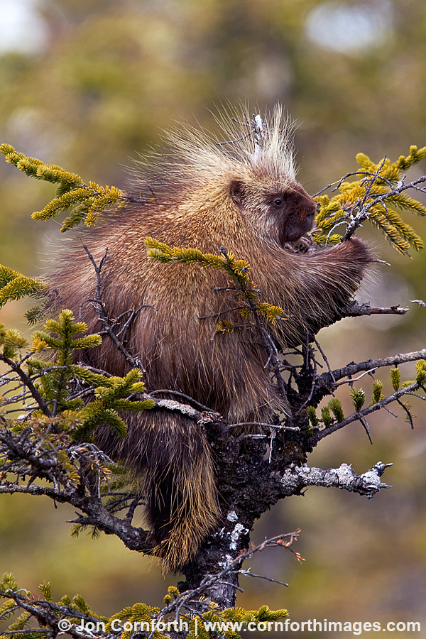 Porcupine in Tree 1
