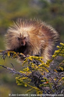 Porcupine in Tree 3