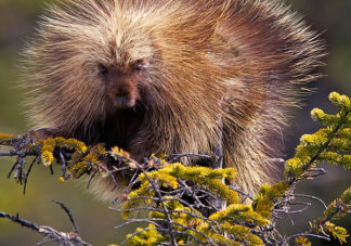 Porcupine in Tree 3