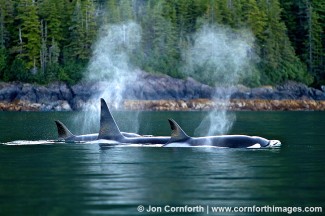 Prince William Sound Orcas 1