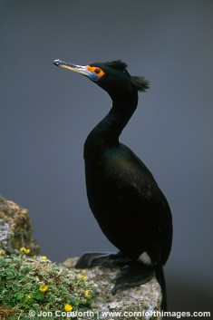 Red Faced Cormorant
