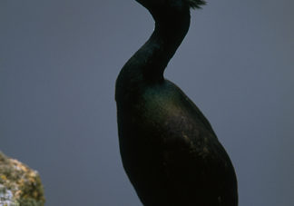 Red Faced Cormorant 1