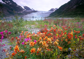 Reid Glacier Wildflowers 1