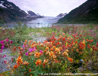 Reid Glacier Wildflowers 1