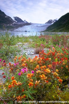 Reid Glacier Wildflowers 2
