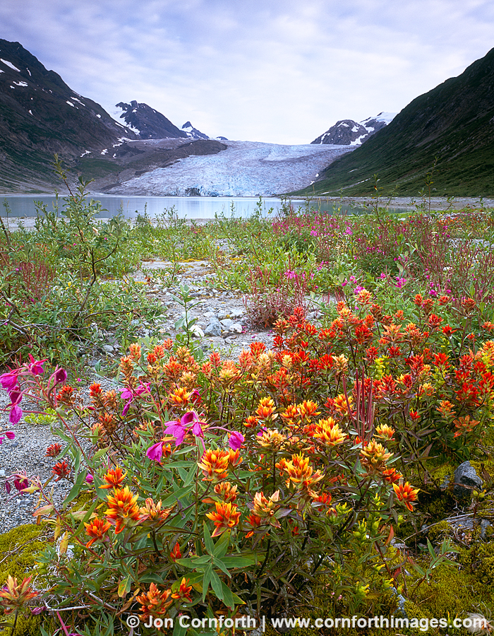 Reid Glacier Wildflowers 2