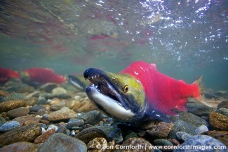 Sockeye Salmon 13