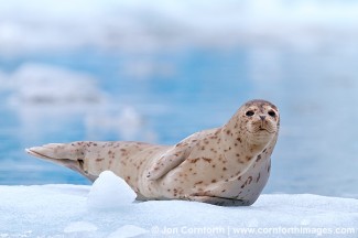 South Sawyer Glacier Harbor Seal 12