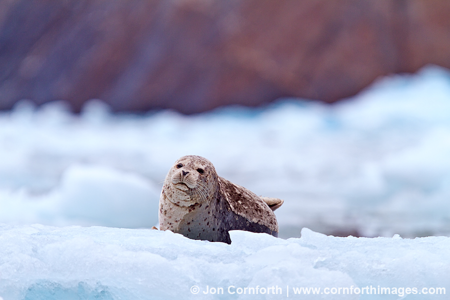 South Sawyer Glacier Harbor Seal 23