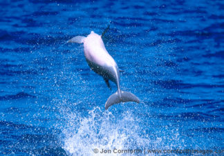 Spinner Dolphin Leap