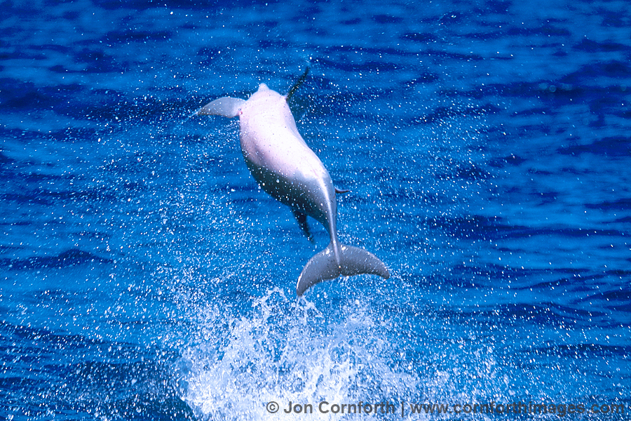 Spinner Dolphin Leap