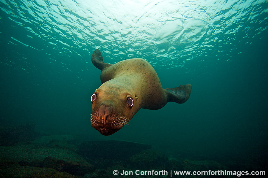 Steller Sea Lion 22