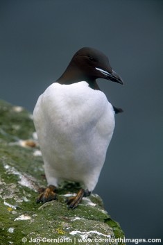 Thick Billed Murre