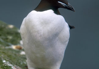 Thick Billed Murre 1
