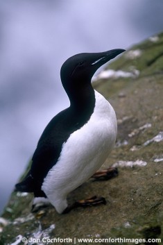 Thick Billed Murre 2