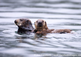 Torch Bay Sea Otters 1