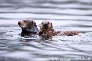 Torch Bay Sea Otters 1