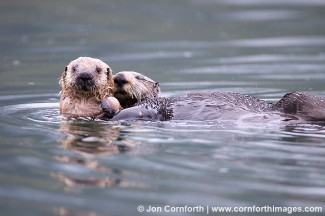Torch Bay Sea Otters 5