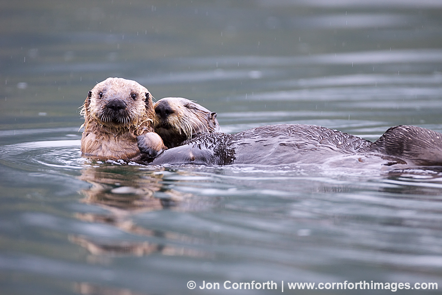 Torch Bay Sea Otters 5