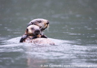 Torch Bay Sea Otters 6