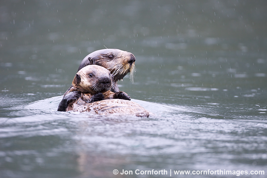 Torch Bay Sea Otters 6