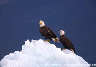 Tracy Arm Bald Eagles on Iceberg