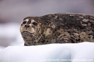 Tracy Arm Harbor Seal 14