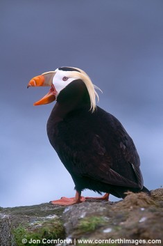 Tufted Puffin 1