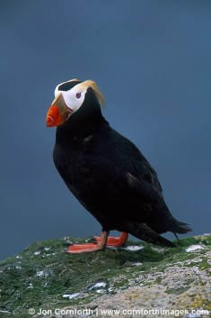 Tufted Puffin 2