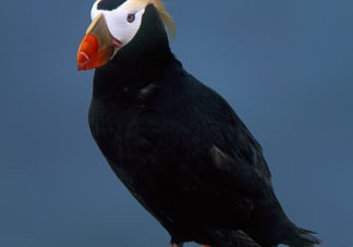 Tufted Puffin 2