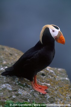 Tufted Puffin 4