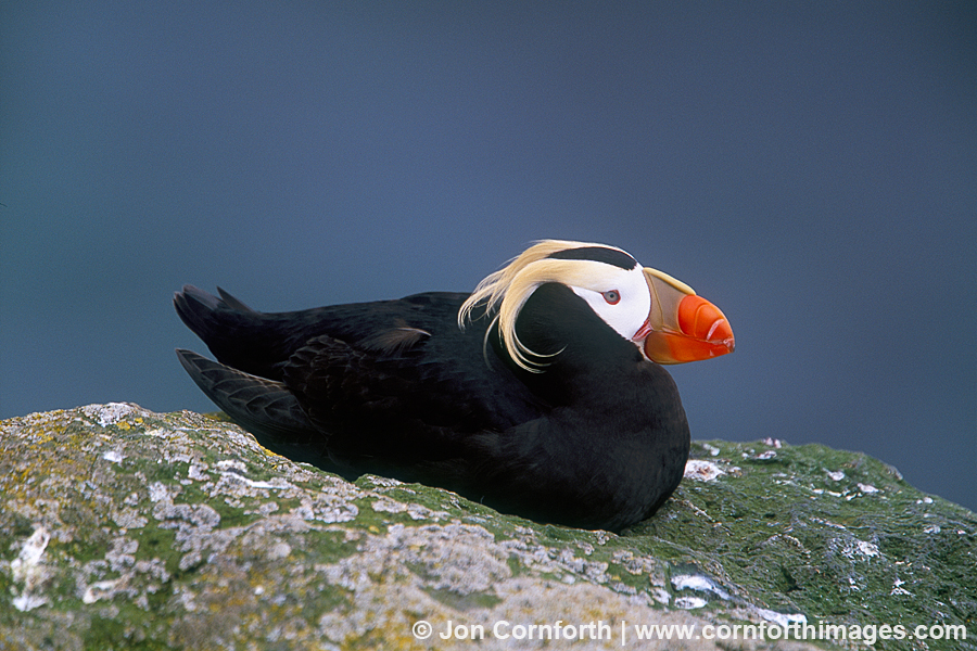 Tufted Puffin 5