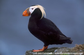 Tufted Puffin 6