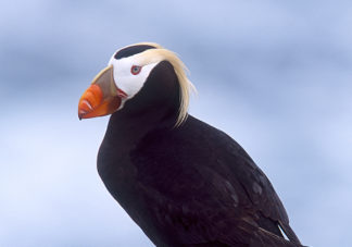 Tufted Puffin 7