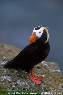 Tufted Puffin 8