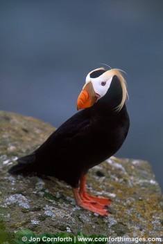 Tufted Puffin 8