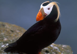 Tufted Puffin 8